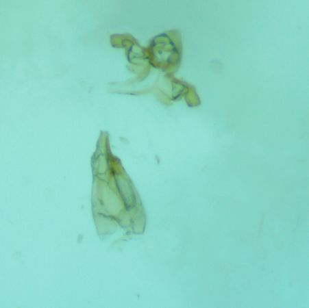 Oxypteryx atrella  - Melchior Viallet