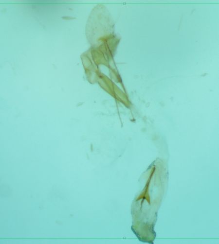 Microcraspedus diminutella  - Melchior Viallet