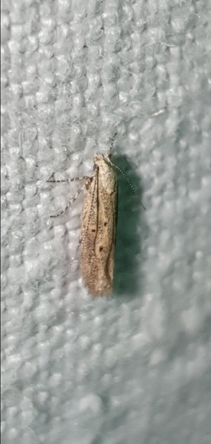 Microcraspedus diminutella  - Melchior Viallet