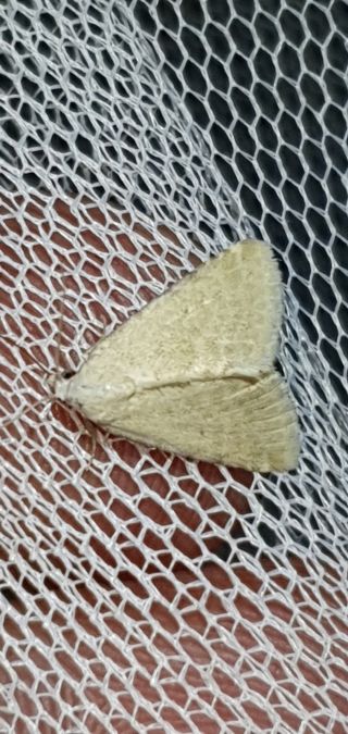Rhypagla lacernaria  - Melchior Viallet