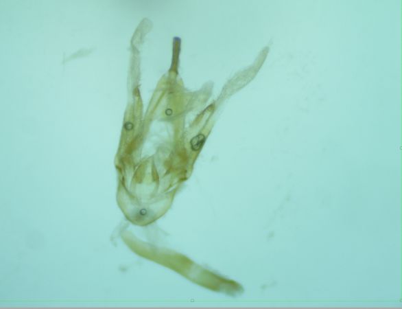 Rhypagla lacernaria  - Melchior Viallet