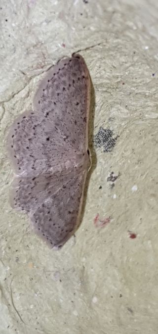 Idaea eugeniata  - Melchior Viallet