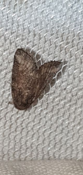 Bryophila vandalusiae  - Melchior Viallet
