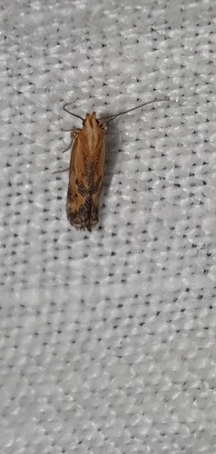 Metzneria artificella  - Melchior Viallet