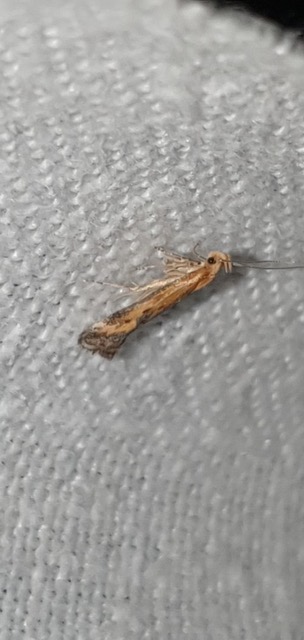Metzneria artificella  - Melchior Viallet
