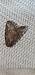 Bryophila vandalusiae  - Melchior Viallet