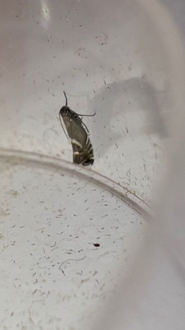 Glyphipterix simpliciella  - Melchior Viallet