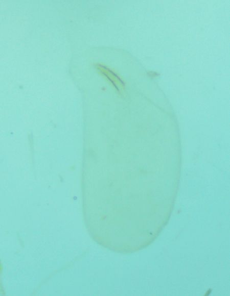 Merrifieldia neli  - Melchior Viallet