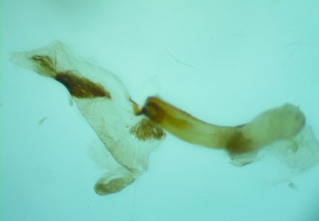 Caradrina noctivaga  - Melchior Viallet