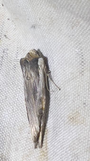 Xylena exsoleta  - Melchior Viallet