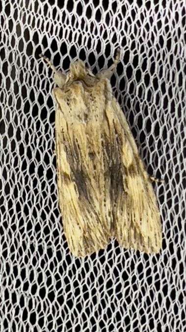 Lithophane socia  - Melchior Viallet