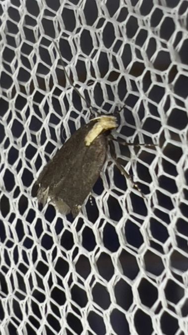 Aroga flavicomella  - Melchior Viallet