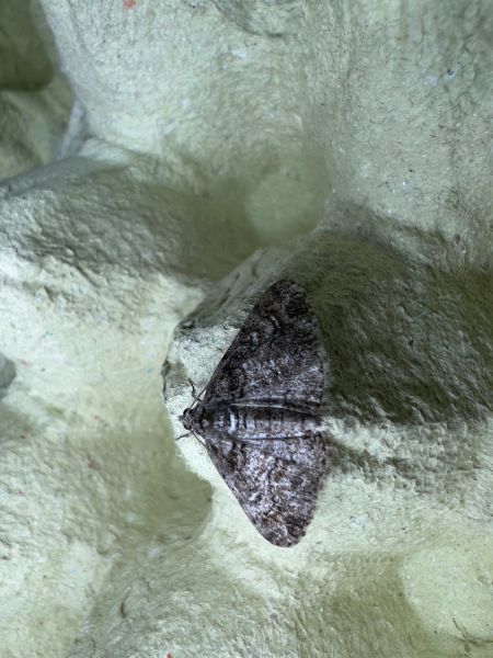 Cleora cinctaria  - Melchior Viallet