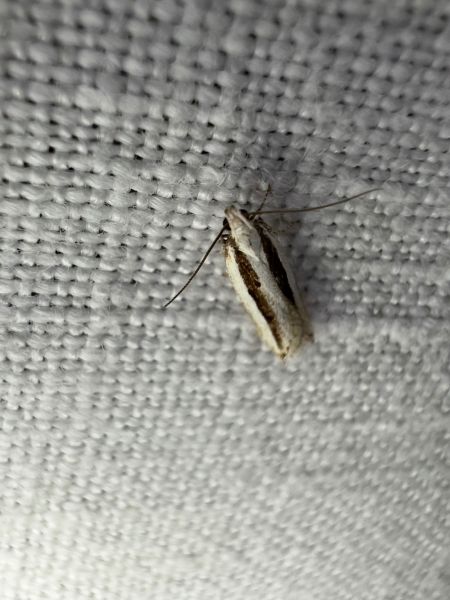 Mirificarma interrupta  - Melchior Viallet