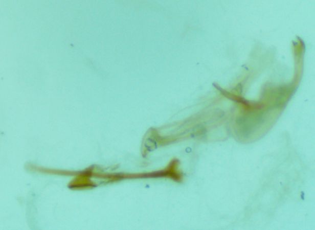 Alucita zonodactyla  - Melchior Viallet