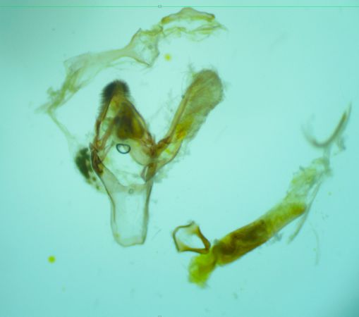 Zophodia grossulariella  - Melchior Viallet