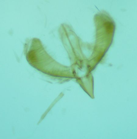 Caloptilia stigmatella  - Melchior Viallet