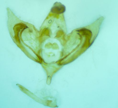 Depressaria adustatella  - Melchior Viallet