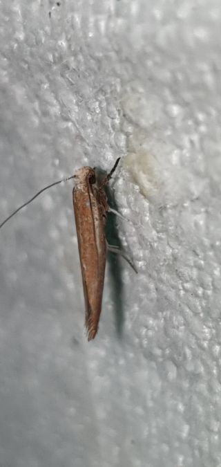 Zelleria hepariella  - Melchior Viallet