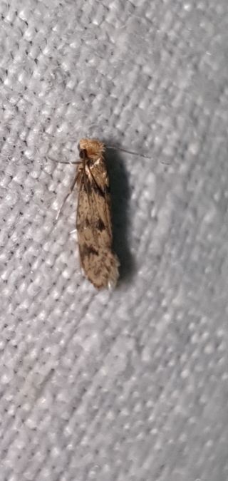 Tinea basifasciella  - Melchior Viallet