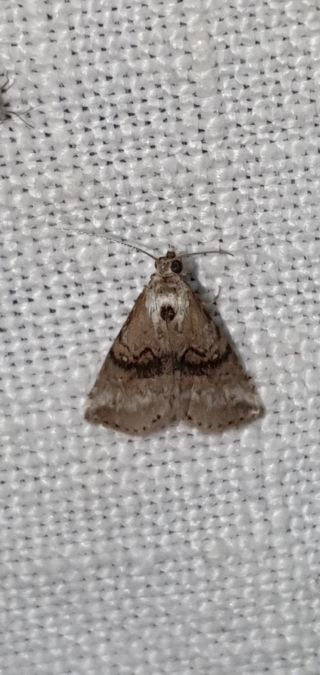 Zebeeba falsalis  - Melchior Viallet