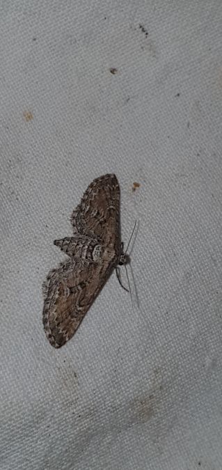 Eupithecia variostrigata  - Melchior Viallet