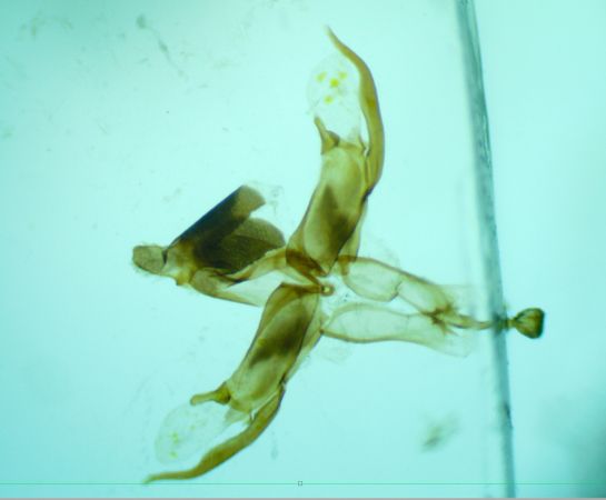 Agdistis paralia  - Melchior Viallet