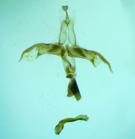 Agdistis paralia  - Melchior Viallet