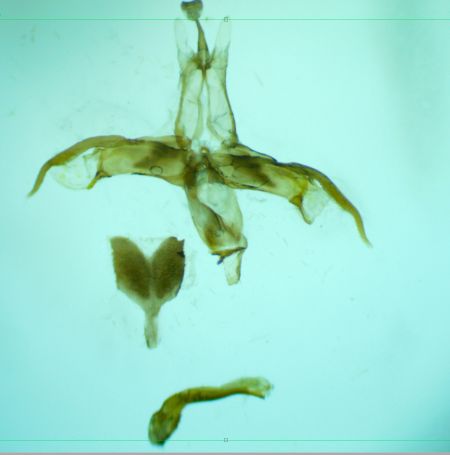 Agdistis paralia  - Melchior Viallet