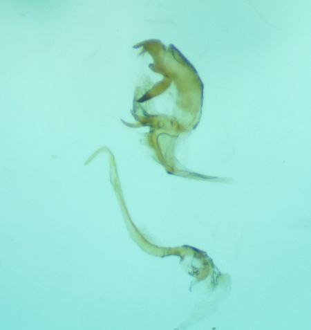 Bryotropha pallorella  - Melchior Viallet