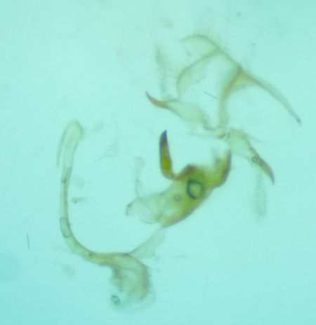 Bryotropha pallorella  - Melchior Viallet