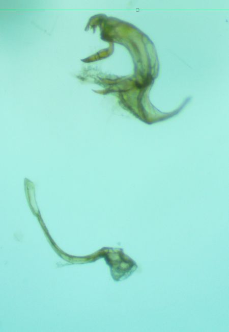 Bryotropha pallorella  - Melchior Viallet