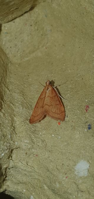 Ebulea testacealis  - Melchior Viallet