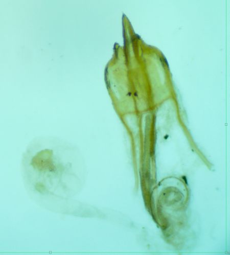 Coleophora salicorniae  - Melchior Viallet