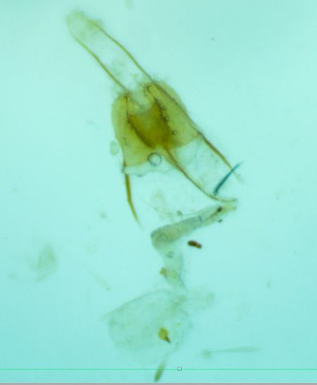 Coleophora indéterminé  - Melchior Viallet