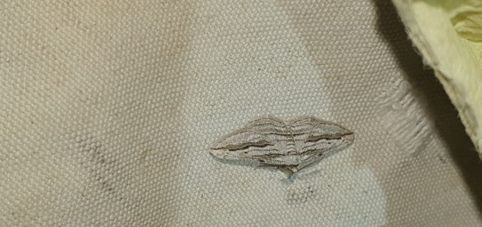 Ecleora solieraria  - Melchior Viallet