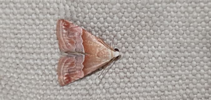 Eublemma parva  - Melchior Viallet