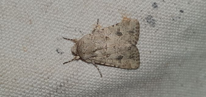 Hadula sodae  - Melchior Viallet