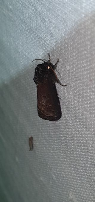 Brithys crini  - Melchior Viallet