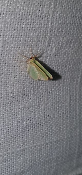 Smaragdine rouillée  - Melchior Viallet