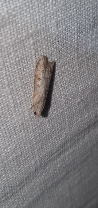 Lamoria anella  - Melchior Viallet