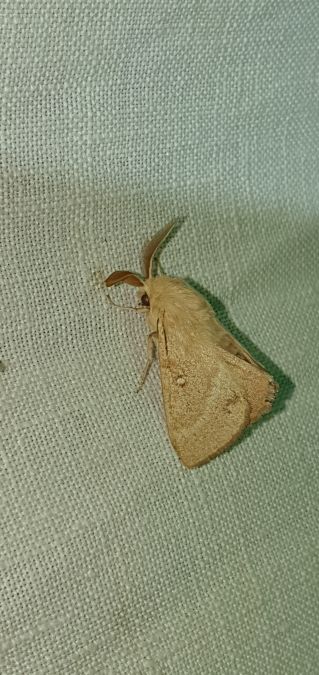 Bombyx du Trèfle  - Melchior Viallet