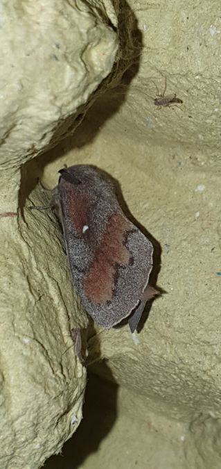 Bombyx du Pin  - Melchior Viallet