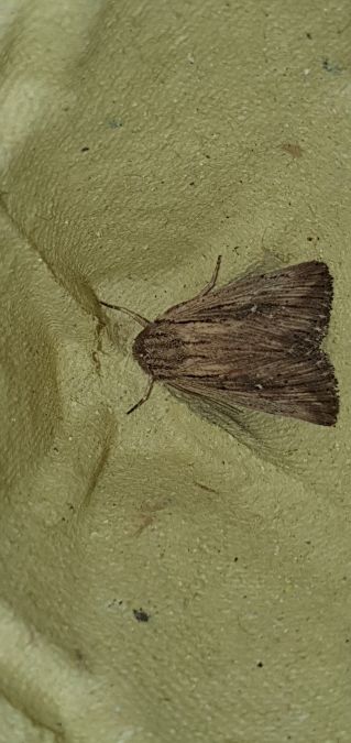 Leucania putrescens  - Melchior Viallet