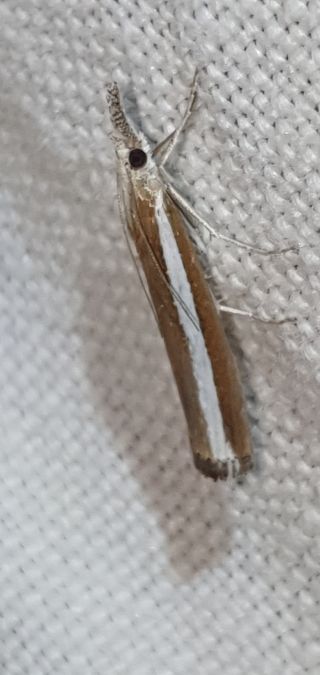 Agriphila latistria  - Melchior Viallet
