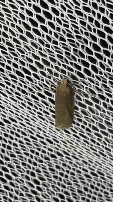 Filatima spurcella  - Melchior Viallet