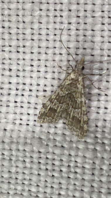 Alucita zonodactyla  - Melchior Viallet