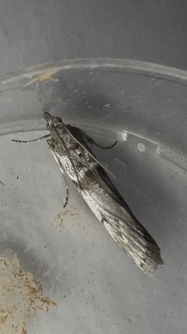 Zophodia grossulariella  - Melchior Viallet