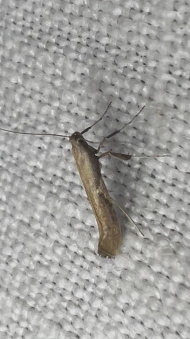 Caloptilia stigmatella  - Melchior Viallet