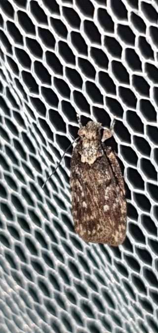 Depressaria adustatella  - Melchior Viallet